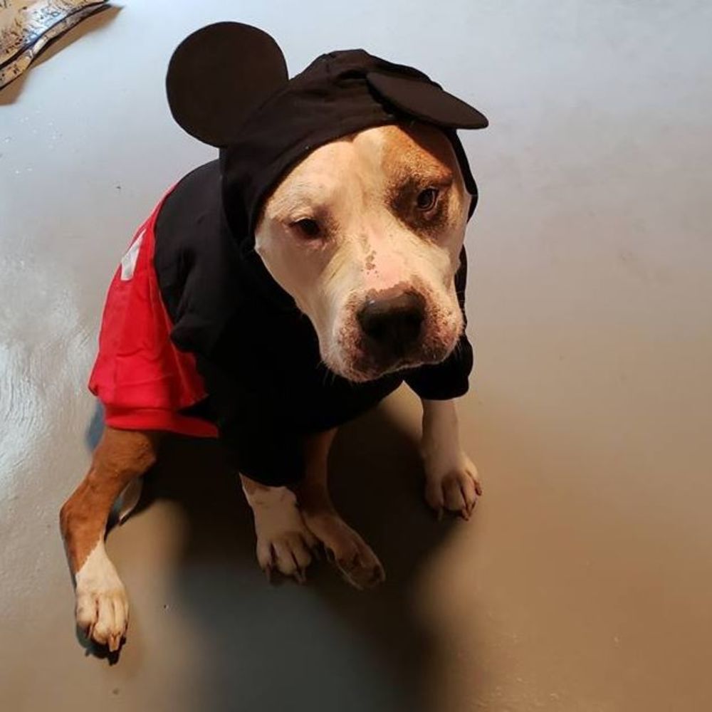 Meet your Posher, Joshua